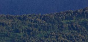 La imagen muestra un volcán y unos bosques del sur de Chile