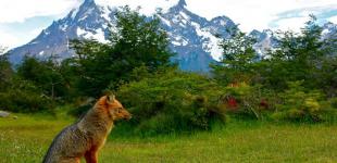 Animal y montañas