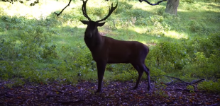 Mi amigo el huemul