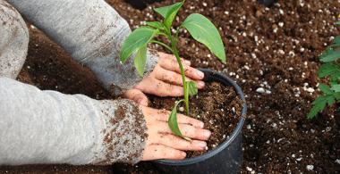La imagen muestra las manos de un niño plantando un brote